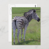Cartes postales Zebra Attitude (Devant / Derrière)