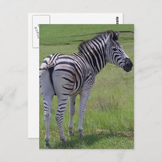 Cartes postales Zebra Attitude (Devant / Derrière)