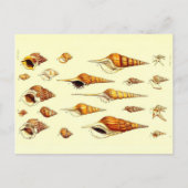 Cartes postales Zoological Sketch Coques de mer ag (Devant)