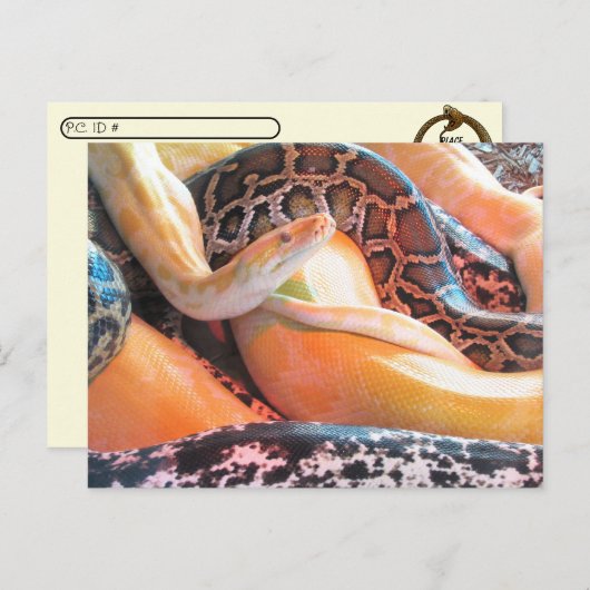 Cartes postfranchissement - Den of Snakes (Devant / Derrière)