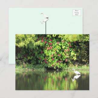 Cartes Pour Fêtes Annuelles A Great Egret Fishing in the Swamp