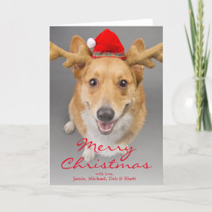 Cartes Pour Fêtes Annuelles A Red and white Pembroke Welsh Corgi dog