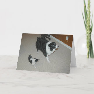 Cartes Pour Fêtes Annuelles Abby & Ava Amazing & Awesome Border Collies