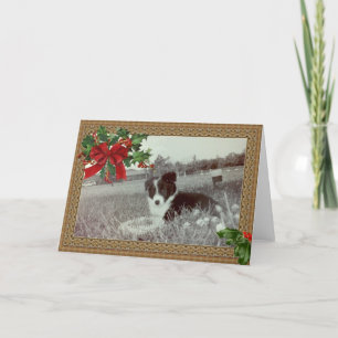 Cartes Pour Fêtes Annuelles Abby l'incroyable frontière Collie~Carte de Noël