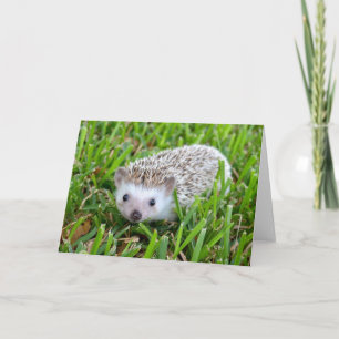 Cartes Pour Fêtes Annuelles Adorable Hedgehog Blank Card