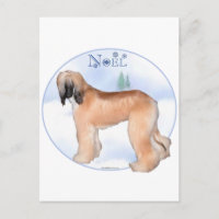 Afghan Hound Noel