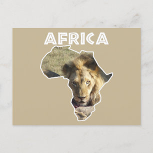 Cartes Pour Fêtes Annuelles Afrique Faune Continent Lion Stare