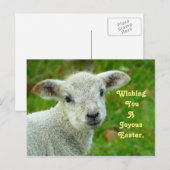 Cartes Pour Fêtes Annuelles Agneau doux (Devant / Derrière)