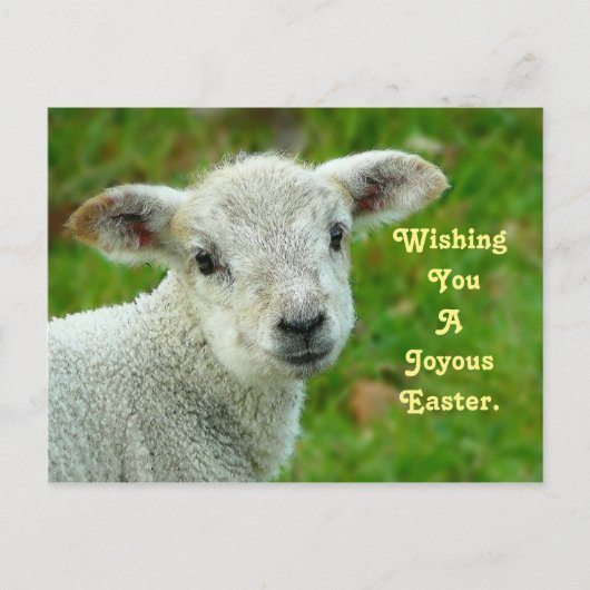 Cartes Pour Fêtes Annuelles Agneau doux (Devant)