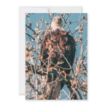 Aigle à tête blanche américaine