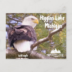 Cartes Pour Fêtes Annuelles Aigle à tête blanche au lac Higgins, Michigan