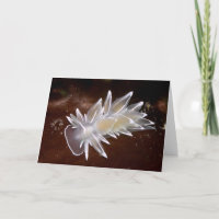Alabaster Nudibranch