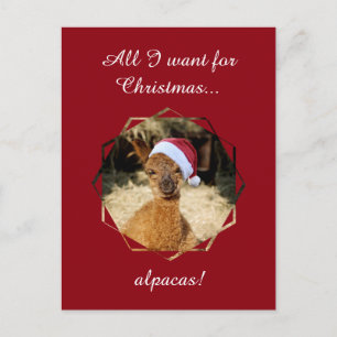 Cartes Pour Fêtes Annuelles Alpaca Christmas