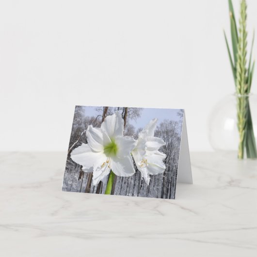 Cartes Pour Fêtes Annuelles Amaryllis blanc et neige II (Devant)
