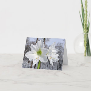 Cartes Pour Fêtes Annuelles Amaryllis blanche et neige II