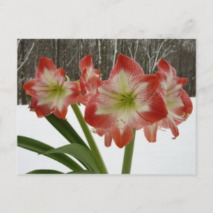 Cartes Pour Fêtes Annuelles Amaryllis dans la neige Fleurs rouges de vacances