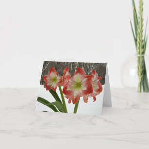 Cartes Pour Fêtes Annuelles Amaryllis dans la neige Rouge Fleurs d'hiver de va