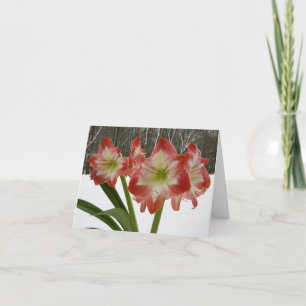 Cartes Pour Fêtes Annuelles Amaryllis en Fête Rouge Neige Hiver Floral