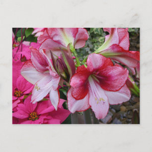 Cartes Pour Fêtes Annuelles Amaryllis et fleurs de vacances rouges de Poinsett