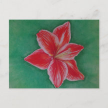 Amaryllis rouge