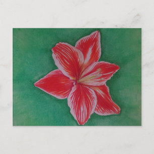 Cartes Pour Fêtes Annuelles Amaryllis rouge