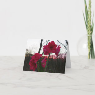 Cartes Pour Fêtes Annuelles Amaryllis rouge et lever de soleil hivernal