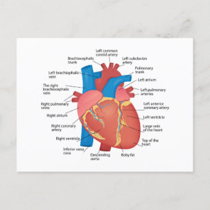 Cartes Pour Fêtes Annuelles Anatomie du coeur humain