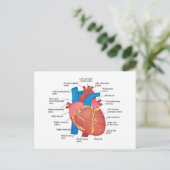 Cartes Pour Fêtes Annuelles Anatomie du coeur humain (Debout devant)