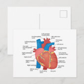 Cartes Pour Fêtes Annuelles Anatomie du coeur humain (Devant / Derrière)