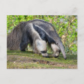 Cartes Pour Fêtes Annuelles Anteater géant marchant sur l'herbe (Devant)