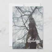 Cartes Pour Fêtes Annuelles Arbre ancien dans une forêt humide (Devant)