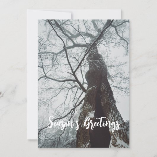 Cartes Pour Fêtes Annuelles Arbre ancien dans une forêt humide (Devant)