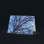Cartes Pour Fêtes Annuelles Arbre contre ciel bleu d'hiver -<br><div class="desc">Les vieux arbres géants frappent à chaque saison,  n’est-ce pas ? Ce jour-là — cet arbre,  debout et grand contre un brillant ciel bleu chaulé,  m'a littéralement coupé le souffle.</div>