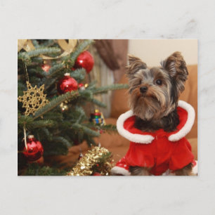Cartes Pour Fêtes Annuelles Arbre De Noël Et Chiot De Yorkie