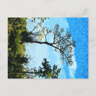 Cartes Pour Fêtes Annuelles Arbres De La Réserve De Julington-Durbin Floride