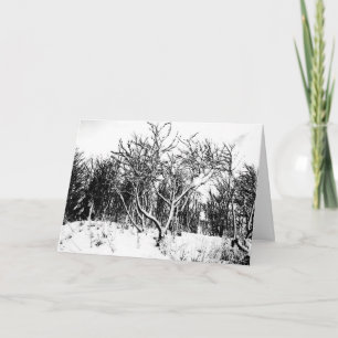 Cartes Pour Fêtes Annuelles Arbres et scène de neige, noir et blanc