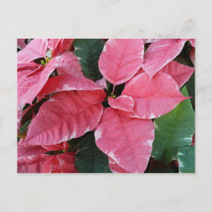 Cartes Pour Fêtes Annuelles Argent Star Marbre Poinsettias Pink Holiday Floral