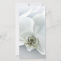 Art botanique de l'orchidée blanche élégante