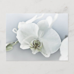 Cartes Pour Fêtes Annuelles Art botanique de l'orchidée blanche élégante