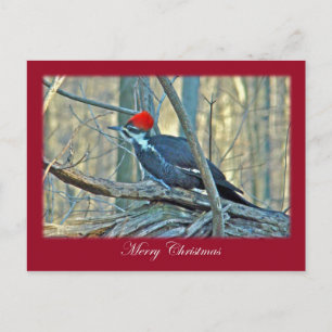 Cartes Pour Fêtes Annuelles Articles de Joyeux Noël de pivert de Pileated