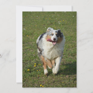 Cartes Pour Fêtes Annuelles Australian shepherd blue merle running