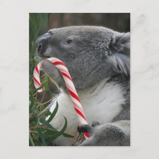 Cartes Pour Fêtes Annuelles Australie Noël Koala Bear (Devant)