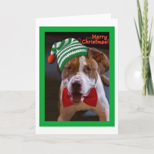 Cartes Pour Fêtes Annuelles Ayez Noël de pitbull (Devant)