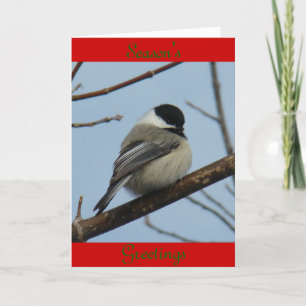 Cartes Pour Fêtes Annuelles B21 Mésange à tête noire