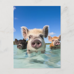 Cartes Pour Fêtes Annuelles Bahamas Swimming Pig 2024
