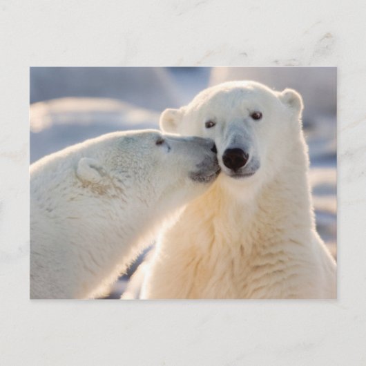 Cartes Pour Fêtes Annuelles Baiser de l'ours polaire (Devant)