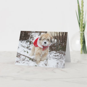 Cartes Pour Fêtes Annuelles Barbe de neige