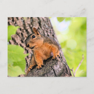 Cartes Pour Fêtes Annuelles Bashful