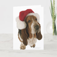 Basset Hound dans le casquette de Père Noël