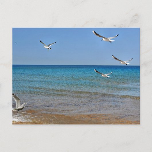 Cartes Pour Fêtes Annuelles Beach and Seagulls (Devant)